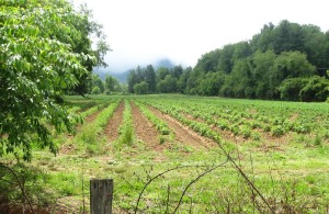 The protected tracts contain a high percentage of prime, fertile soils.