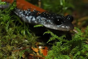 Yonahlossee salamander, photo courtesy David A. Ramsey.